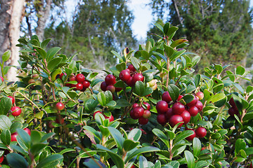 Image showing Lingonberries