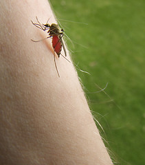 Image showing mosquito sucking blood