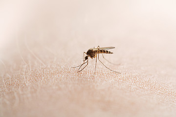 Image showing mosquito
