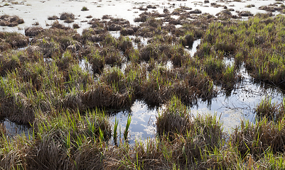 Image showing grass growing