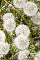 Image showing beautiful balls of white dandelions