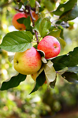 Image showing Apples