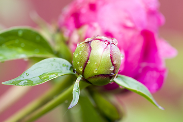 Image showing red beautiful peony