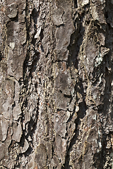 Image showing uneven tree bark