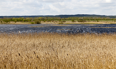 Image showing birds on the lake