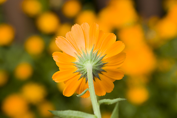 Image showing orange calendula flowers