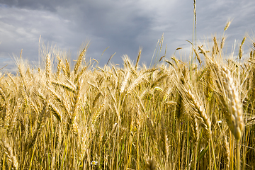 Image showing sunlight brightly illuminating spikelets