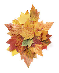 Image showing Autumn leaves