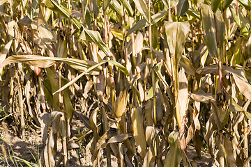 Image showing dry dark yellow corn