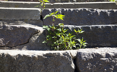 Image showing green grass sprouted on staircase