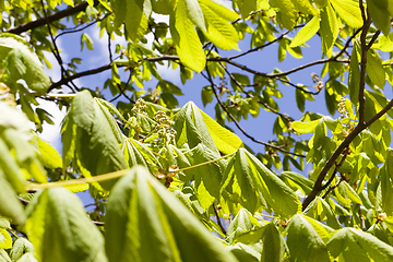 Image showing growing trees