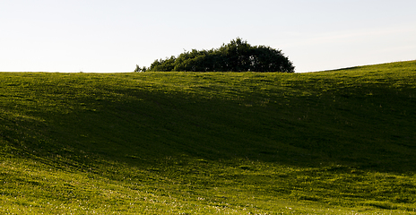 Image showing green grass in summer