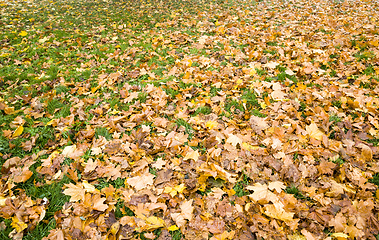 Image showing leaf fall from trees