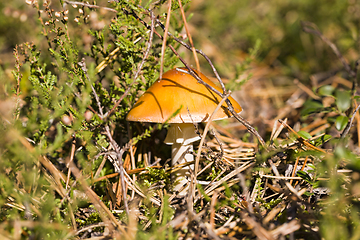 Image showing poisonous mushrooms