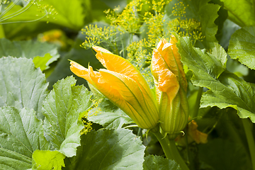 Image showing beautiful yellow flower