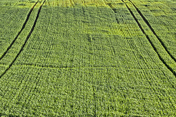 Image showing wheat or rye