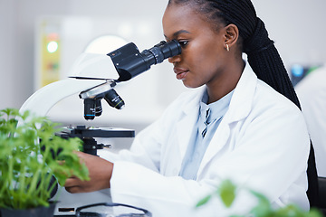 Image showing Plant science, microscope and black woman in a laboratory with sustainability and botany research. Leaf growth, study and female scientist in a lab for agriculture development and scope testing