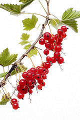 Image showing Red Currant