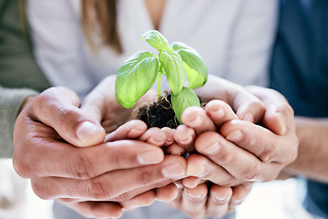 Image showing Hands, spring and plant with a business team holding a pile of soil for agriculture, sustainability or development. Earth day, growth and nurture with a group of people carrying dirt in the office