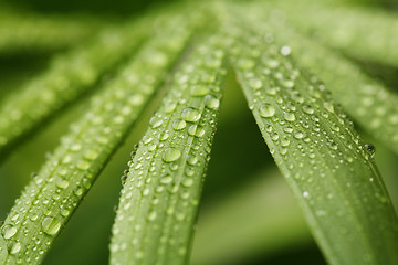 Image showing Droplets on leafs