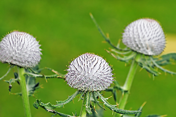 Image showing Thistle flowers on green background