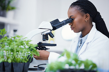 Image showing Plant research, microscope and black woman in a laboratory with sustainability analytics research. Leaf growth, study and female scientist in a lab for agriculture development and scope testing