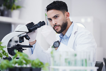 Image showing Plant science, microscope and man in a lab with sustainability test tube and botany research. Leaf growth, study and male scientist with tech for agriculture development and environment analytics