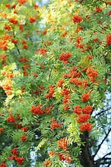 Image showing Rowan Berries