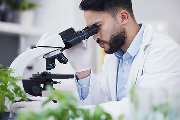 Image showing Plant science, microscope and man in a laboratory with sustainability, ecology and botany research. Leaf growth, study and male scientist in a lab for agriculture development and scope testing