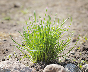 Image showing Chives