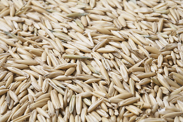 Image showing Oat