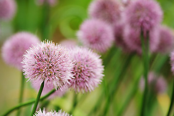 Image showing Chives