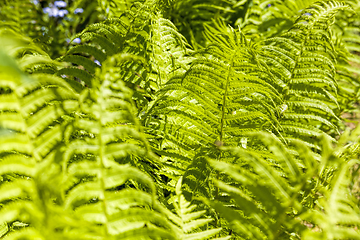 Image showing green fern, sunlight