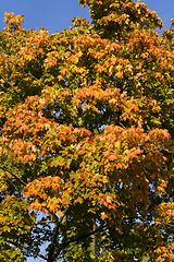 Image showing autumn specificity