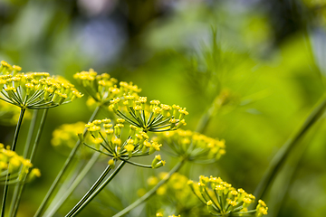 Image showing flowering fennel