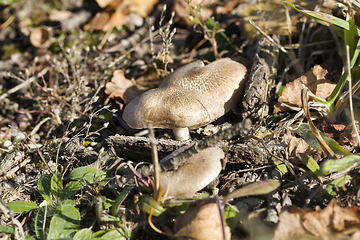 Image showing mushroom forest