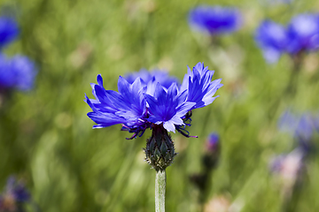Image showing beautiful flower, cornflower