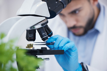 Image showing Plant particles, microscope science and man in laboratory with sustainability ecology and botany research. Leaf growth, study and male scientist in a lab for agriculture development and scope testing