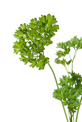 Image showing Parsley (Petroselinum crispum)