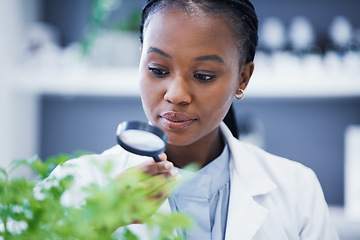 Image showing Research, plant and scientist looking at magnifier doing analysis nature for sustainability or sustainable science. Career, professional and black woman or ecology expert in a lab or laboratory