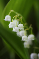 Image showing Lily of the Valley