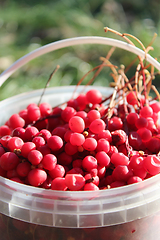 Image showing red ripe schisandra in the bucket