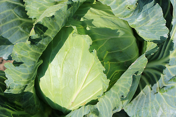 Image showing Big head of green cabbage