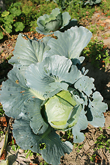 Image showing head of green cabbage