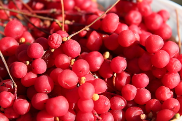 Image showing harvest of red schizandra