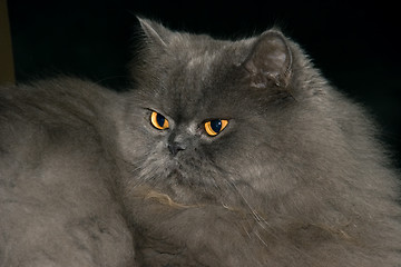 Image showing cat persian 04