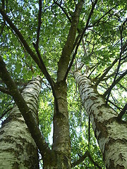 Image showing Birch