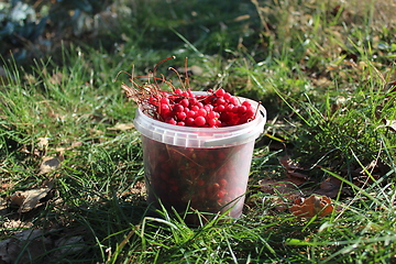 Image showing red ripe schisandra in the bucket