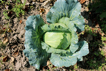 Image showing head of green cabbage