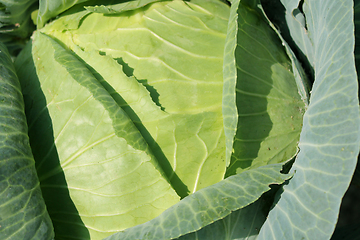 Image showing Big head of green cabbage